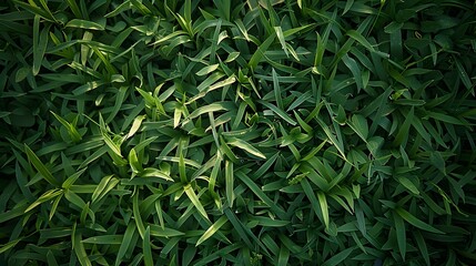 Fototapeta premium Green turf grass for flatlays or other design assets.