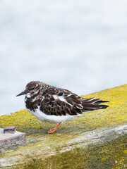 Turnstone, Arenaria interpres, with copy space, Northumberland, UK