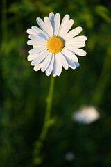 daisy in the garden