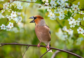a male grosbeak bird sits in a spring sunny May garden among the flowering branches of a white cherry tree