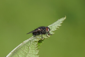 Close up side, underside of a tachinid fly Blepharipa pratensis, synonym Panzeria rudis of the family Tachinidae. On a leaf. Dutch garden. Spring, May, Netherlands