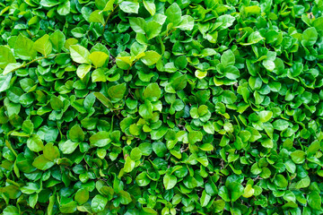 Empty green leaves field for environment or energy  background.Natural garden concept, leaves pattern  textured, seamless wallpaper, nature wall, space for work, banner, advertise, slide, copy space.