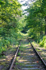 tory w Tolkmicku  © Patryk