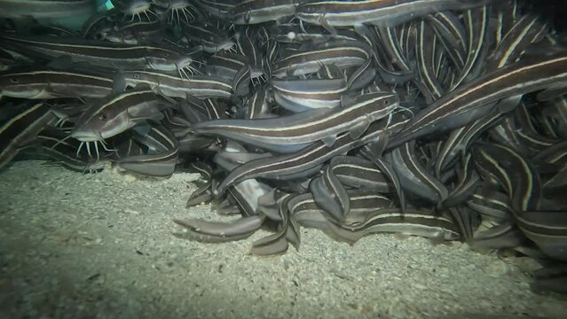Catfish nest under a rock, tangled at 60 frames per second. Discover more Catfish in my portfolio.
