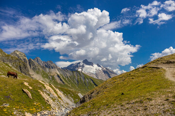 Chamonix Montblanc beautiful alpine mountain summits landscape. Alps mountains with snow and glacier above green valley of Chamonix in France. Alps beautiful scenery in summer