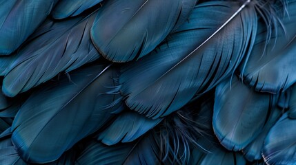 Texture background of feathers