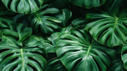   A close-up of a lush green plant with numerous leaves filling the center of the shot against a black backdrop