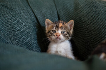 A newborn stray cat kitten in the nest