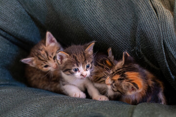 A newborn stray cat kitten in the nest