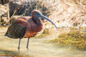 The glossy ibis, latin name Plegadis falcinellus, searching for food in the shallow lagoon.