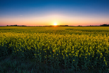 Obraz premium sunset in the field