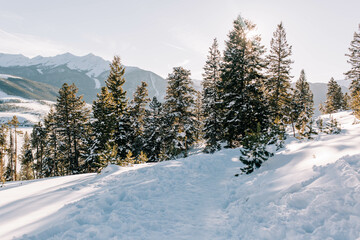 Snow-covered pine trees at Sapphire Point Overlook,, Colorado - Winter Mountain Landscape
