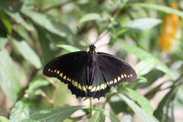 Butterfly at the Atitlan Natural Reserve, Panajachel, Lake Atitlan, Guatemala