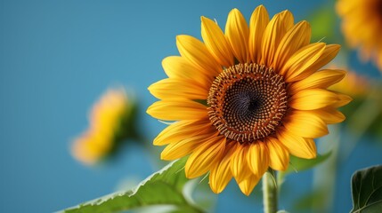 A close up of a sunflower with green leaves and blue sky, AI