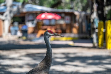 golf cart with woman driving