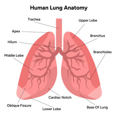 Human Lungs anatomy respiratory system model lung