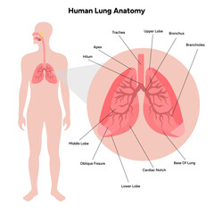 Human Lungs anatomy respiratory system model lung