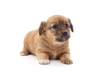 Obraz premium One brown little dog.