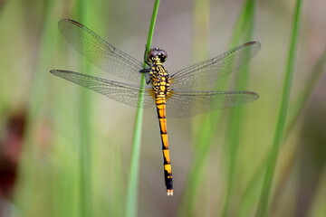 A macro shot of a gold and black dragonfly perched on a blade of grass.