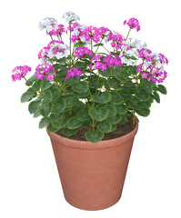 Purple and white Geranium flowers in terracotta pot. Image 11 of a collection of realistic 3D PNG illustrations.