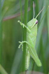A very close-up macro shot of a light green grasshopper holding on to a blade of grass with a deeper green colored backdrop.