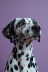 A Dalmatian with red lipstick marks on its paws, sitting against a solid lavender background,