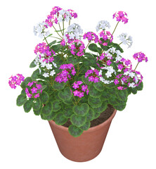 Fototapeta premium Purple and white Geranium flowers in terracotta pot. Image 10 of a collection of realistic 3D PNG illustrations.