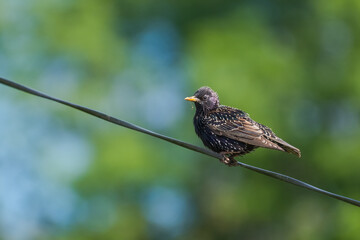 A Common Starling is Resting on a Suspended Electric Cable and Holding the Remains of an Insect in Its Beak