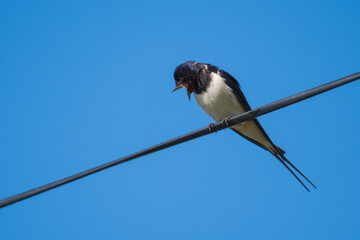 A Swallow is Resting on a Suspended Cable and Loudly Calling Its Mate