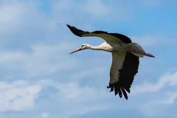 A White Stork is Gracefully Flying in the Cloudy Skies in Search for Its Prey