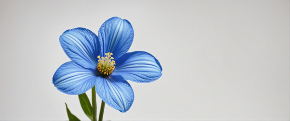 Beautiful blue daisy flower on a bright white background with clipping path