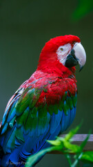 Arara colorida