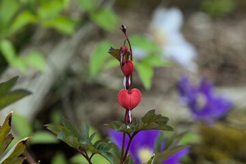 Obraz premium Lamprocapnos spectabilis or bleeding heart blooming in the garden. Bokeh background . Copy space .