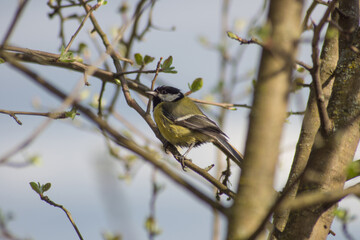Sick tit (Parus major)