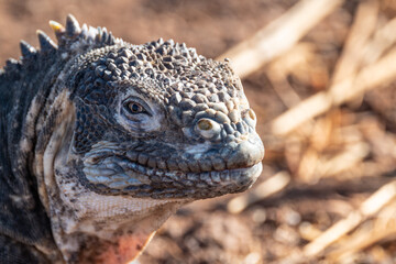 Close up of finely featured iguana head looking sideways towards viewer, showing off a yellow eye...