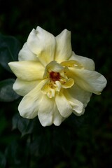 Obraz premium The splendor and vibrant colors of a yellow rose; closeup photography