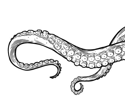 Octopus tentacles reaching upwards, squid-like marine animal body parts protruding from out of frame. Retro vintage hand drawn illustration. 