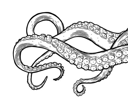 Octopus tentacles reaching upwards, squid-like marine animal body parts protruding from out of frame. Retro vintage hand drawn illustration. 