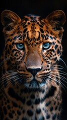 Obraz premium Wild Leopard Portrait on Black Background Generative AI