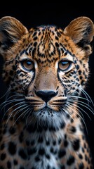 Fototapeta premium Wild Leopard Portrait on Black Background Generative AI