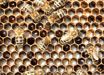 Life and reproduction of bees. Eggs and larvae in combs.