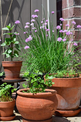 Group of terracotta pots with herbs on a balcony pation on a sunny summer day