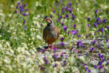 Red-legged Partridge surrounded by flowers.