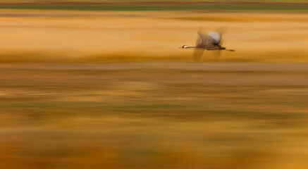 Crane in motion over a golden marsh