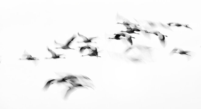 Flock of cranes in motion blur on white background