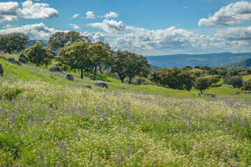 Spring flowers on rolling hillside.