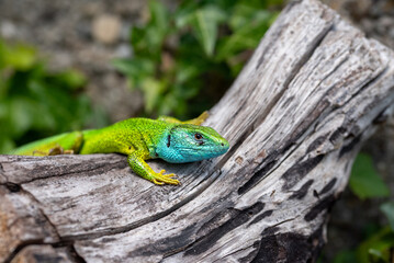 Ixodes ricinus nymph feeding next to the eye of a
green lizard, Lacerta viridis