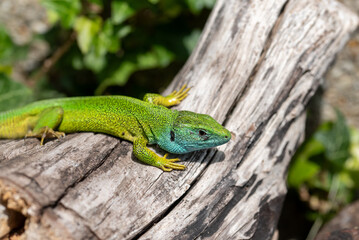 Ixodes ricinus nymph feeding next to the eye of a
green lizard, Lacerta viridis