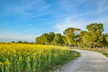 Path along side field of yellow flowers.