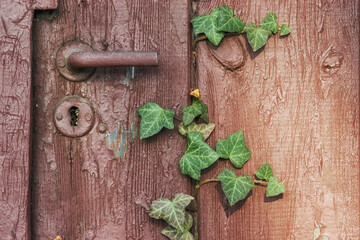 Ivy Breaking Through an Old Timber Door